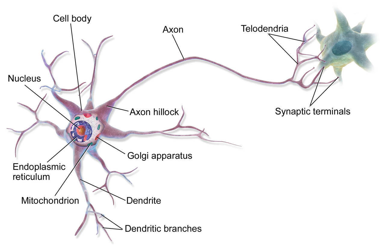Illustration of a Neuron